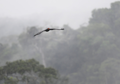 Buteogallus schistaceus