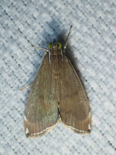 Trischistognatha pyrenealis