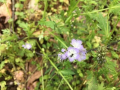 Phacelia purshii