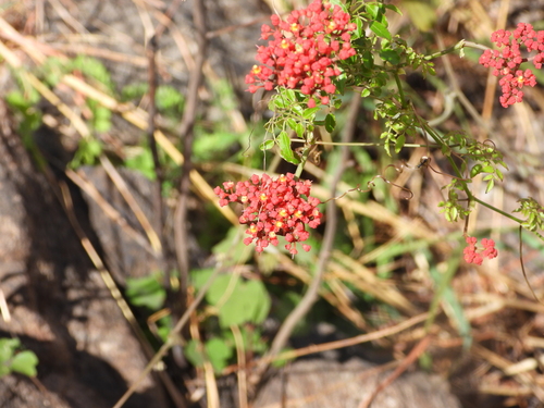 Cyphostemma horombense