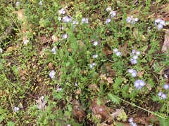 Phacelia purshii