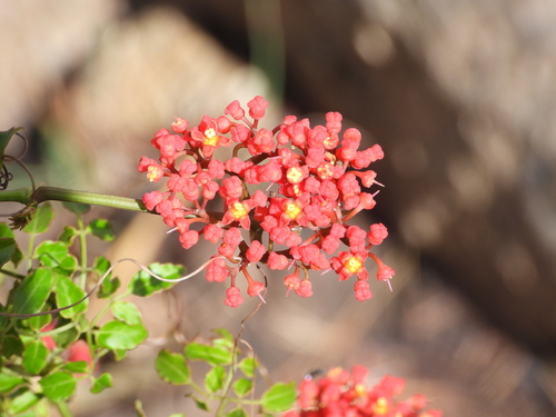 Cyphostemma horombense