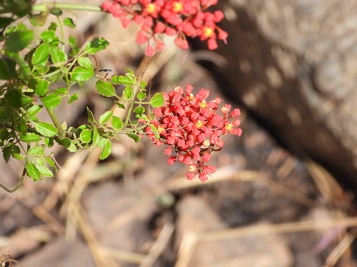 Cyphostemma horombense