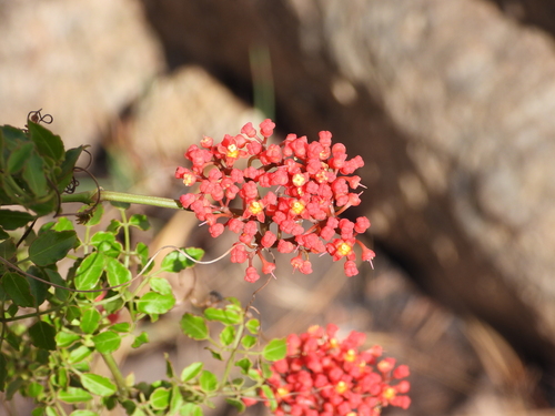 Cyphostemma horombense