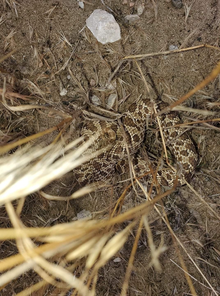 Plains Hognose Snake from Keenesburg, CO 80643, USA by mybrokenxj