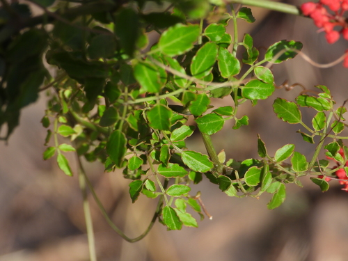 Cyphostemma horombense