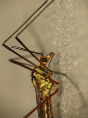 Nephrotoma submaculosa