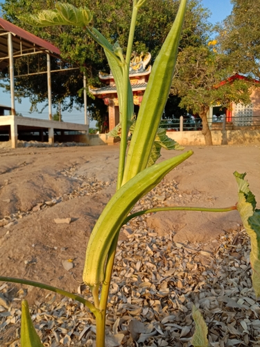 Foto de Quiabo