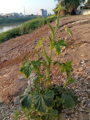 Foto de Quiabo