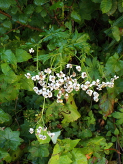 Achillea macrophylla