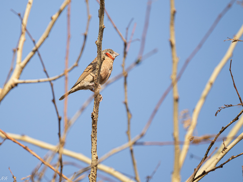 Cut-throat Finch