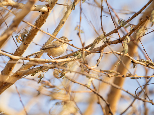 Tawny-flanked Prinia