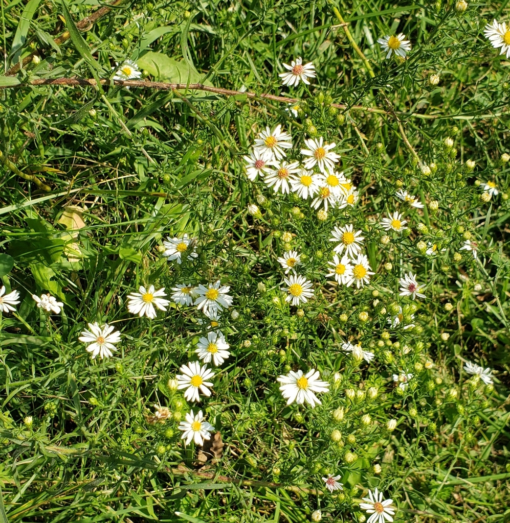 hairy white oldfield aster from Empire Township, IL, USA on September ...