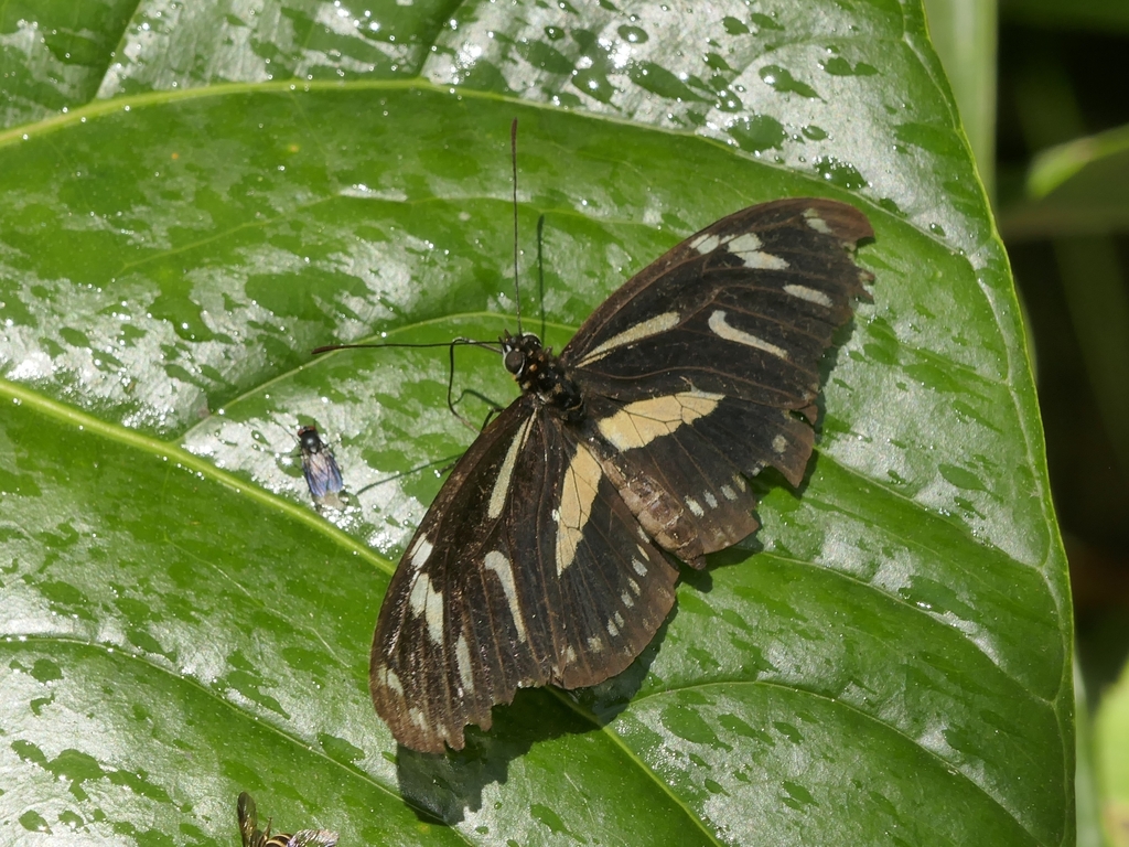 Heliconius hecuba