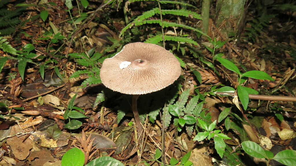 Macrolepiota pulchella · January 2024 · photo: © lucasmantelo (iNaturalist, cc-by)