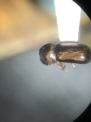 Trypodendron lineatum