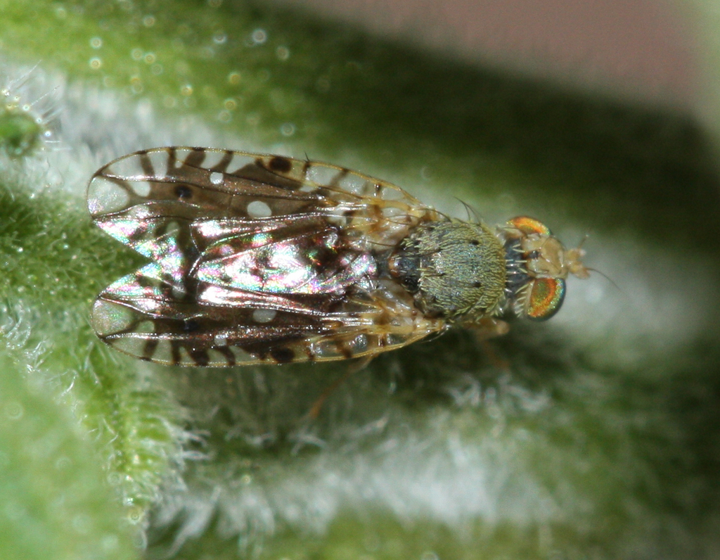 Euaresta stigmatica from Wash near turnoff to Alamo Canyon, Pima County ...