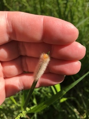 Cisseps fulvicollis