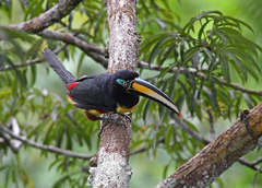 Pteroglossus pluricinctus