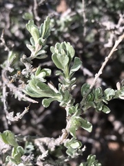 Artemisia nova