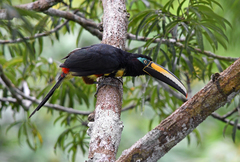 Pteroglossus pluricinctus