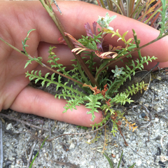 Gilia tenuiflora