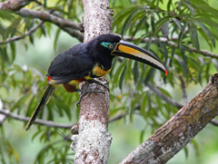 Pteroglossus pluricinctus