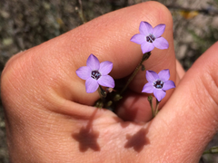 Gilia tenuiflora