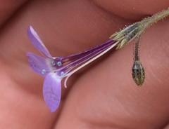 Gilia tenuiflora