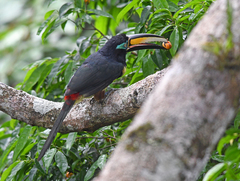 Pteroglossus pluricinctus