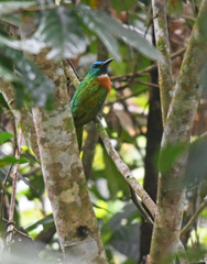 Jacamerops aureus