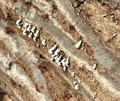 Porodisculus pendulus