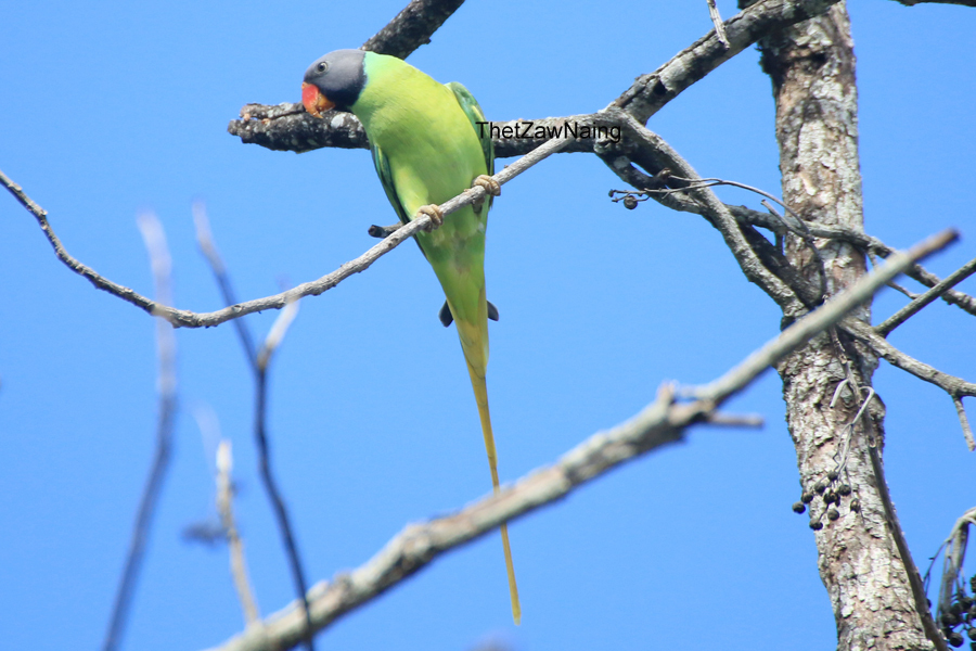 Psittacula finschii
