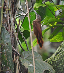 Xiphorhynchus guttatus