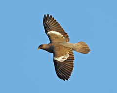 Bare-Eyed Pigeon photo 2