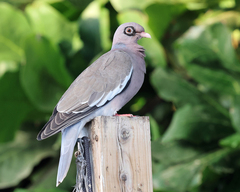 Bare-Eyed Pigeon photo 4