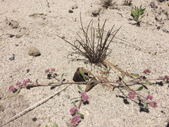 Erysimum teretifolium