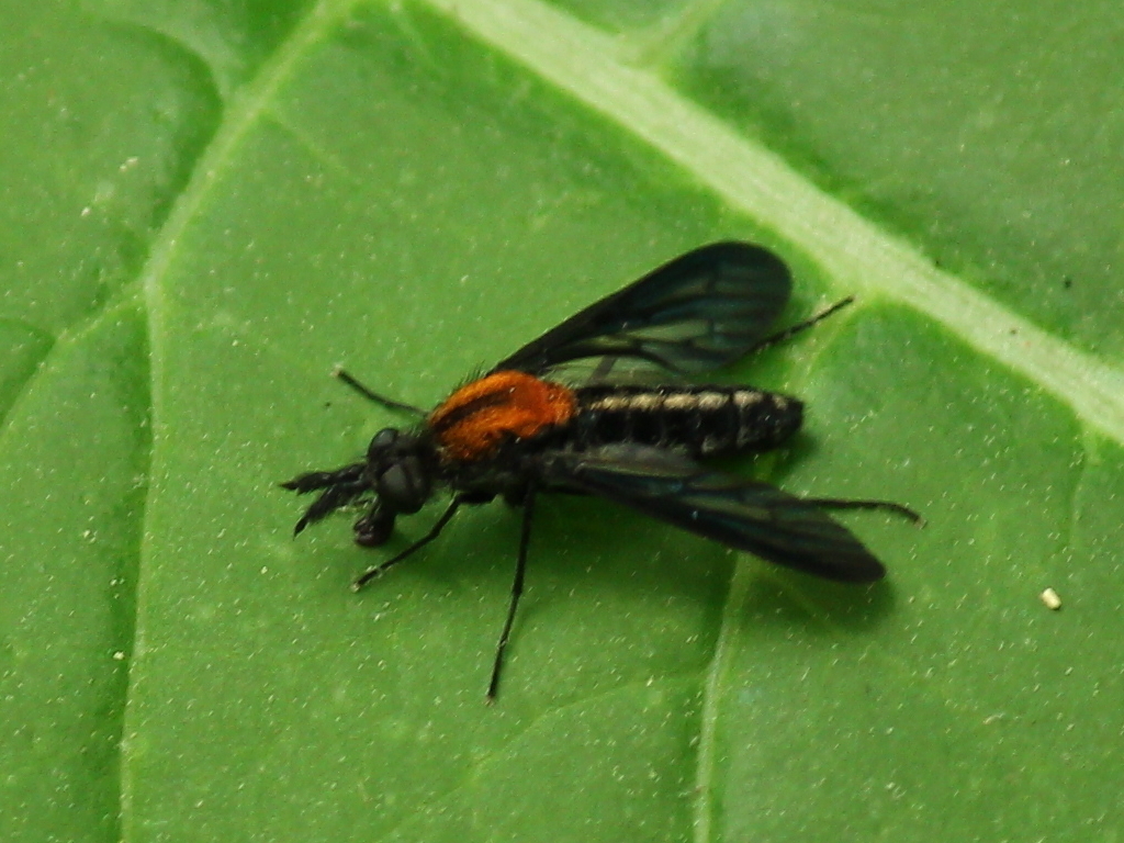 Aldrichia auripuncta