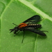 Aldrichia auripuncta - Photo (c) mayfly1963, algunos derechos reservados (CC BY), subido por mayfly1963
