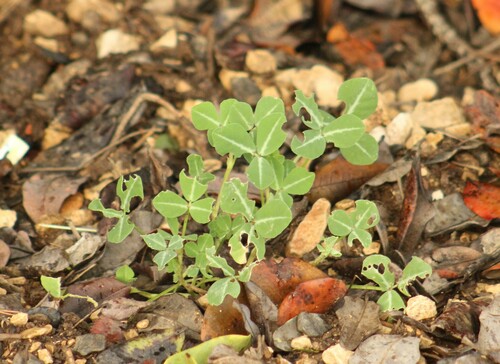 Fenugreek (Trigonella foenum)