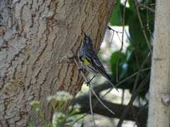 Setophaga coronata