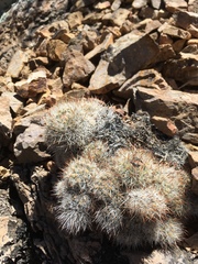 Escobaria organensis