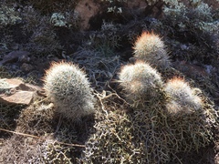 Escobaria organensis