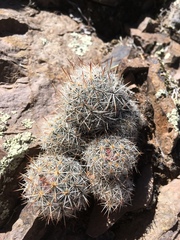 Escobaria organensis