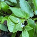 Begonia jaguarensis - Photo (c) Geovane Siqueira,  זכויות יוצרים חלקיות (CC BY-NC), הועלה על ידי Geovane Siqueira
