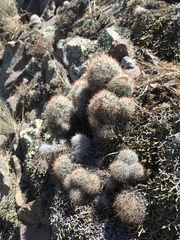 Escobaria organensis