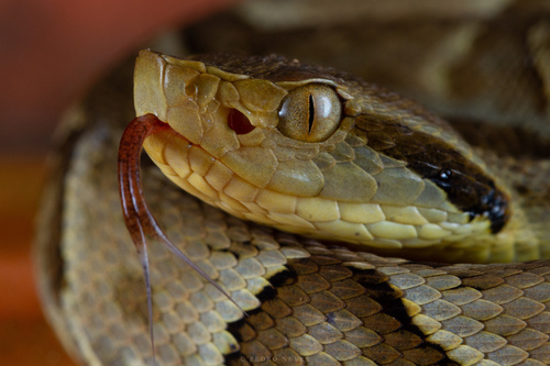 Jararaca, Bothrops jararaca