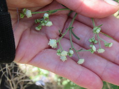 Parthenium hysterophorus