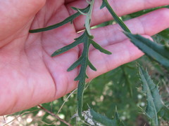 Parthenium hysterophorus