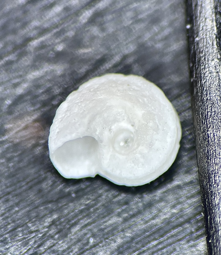 Jeanne's Vitrinella
